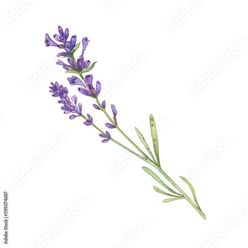 Lavender branch with purple flowers on a white background. Watercolor illustration of Provencal flowers. French style. Collection Provencal bouquet. Suitable for invitations  weddings  holidays.