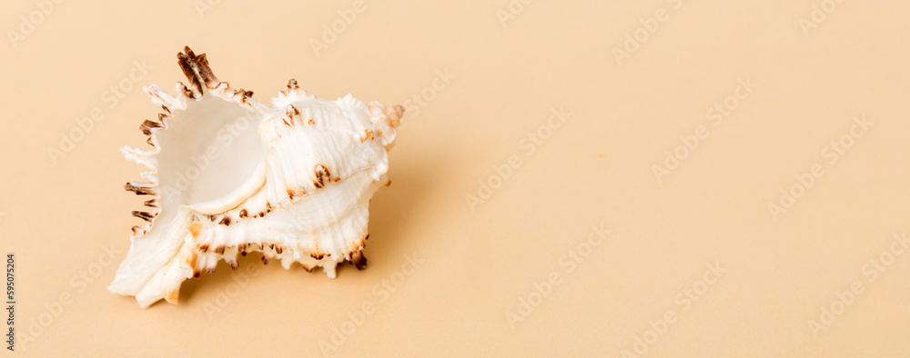 Beach seashells on colored background. Mock up with copy space Beach seashells on colored background. Mock up with copy space