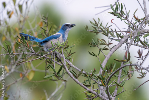 A an endangered Florida scrub jay perches on a branch as it calls out at seen at Helen & Allan Cruickshank Sanctuary in Rockledge, Florida. photo
