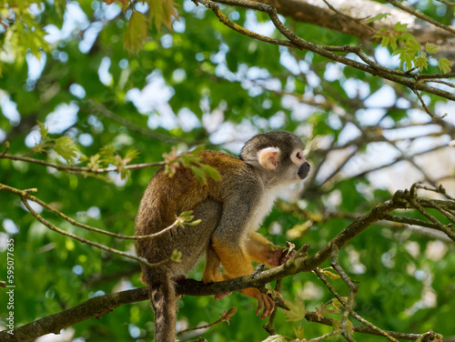 Petit singe SaÏmiri (Singe écureuil) dans un arbre