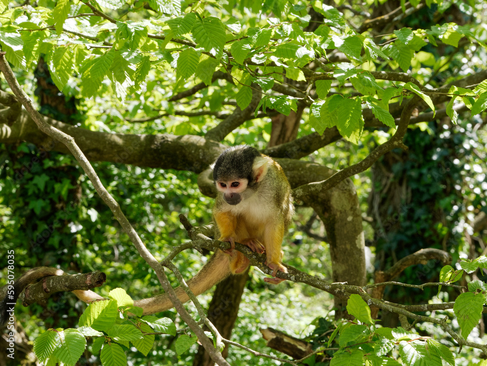 Petit singe SaÏmiri (Singe écureuil) dans un arbre Petit singe SaÏmiri (Singe écureuil) dans un arbre