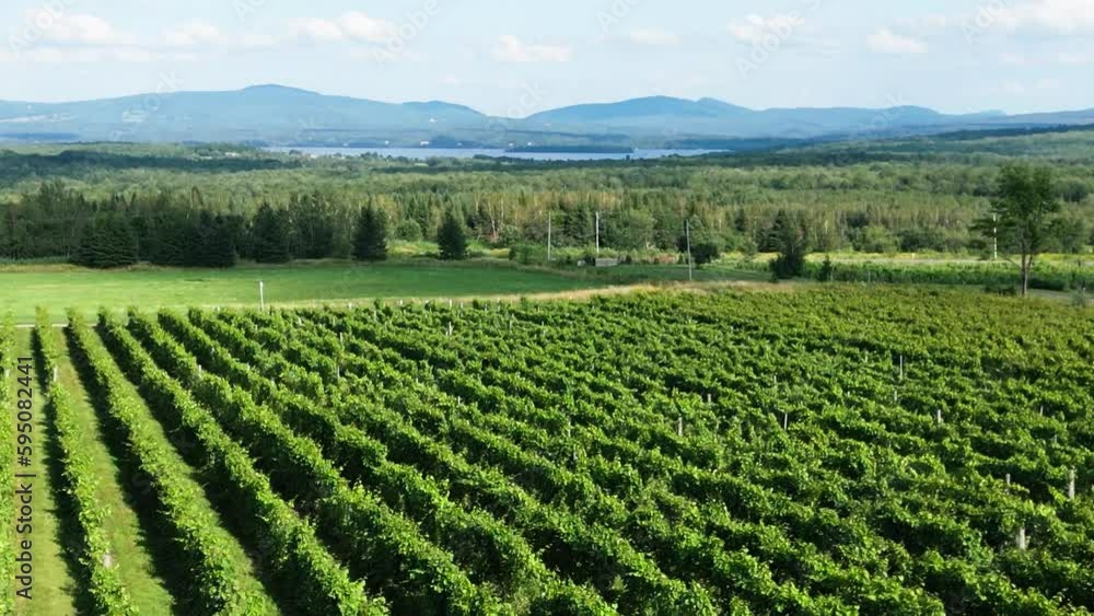 Drone shot over Lines of vineyards at a winery on a sunny day in Eastern Townships, Quebec Drone shot over Lines of vineyards at a winery on a sunny day in Eastern Townships, Quebec