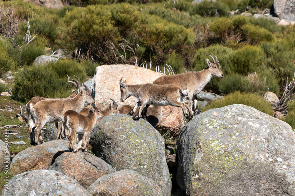 Herd of Iberian ibex, Capra pyrenaica, in the Sierra de Gredos, between green grass and big gray rocks, Spain Herd of Iberian ibex, Capra pyrenaica, in the Sierra de Gredos, between green grass and big gray rocks, Spain