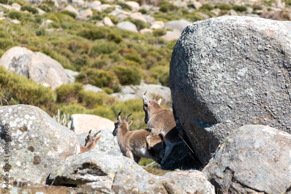 Young Iberian ibexs, Capra pyrenaica, in the Sierra de Gredos, playing happy. Spain Young Iberian ibexs, Capra pyrenaica, in the Sierra de Gredos, playing happy. Spain