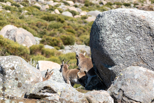 Young Iberian ibexs, Capra pyrenaica, in the Sierra de Gredos, playing happy. Spain