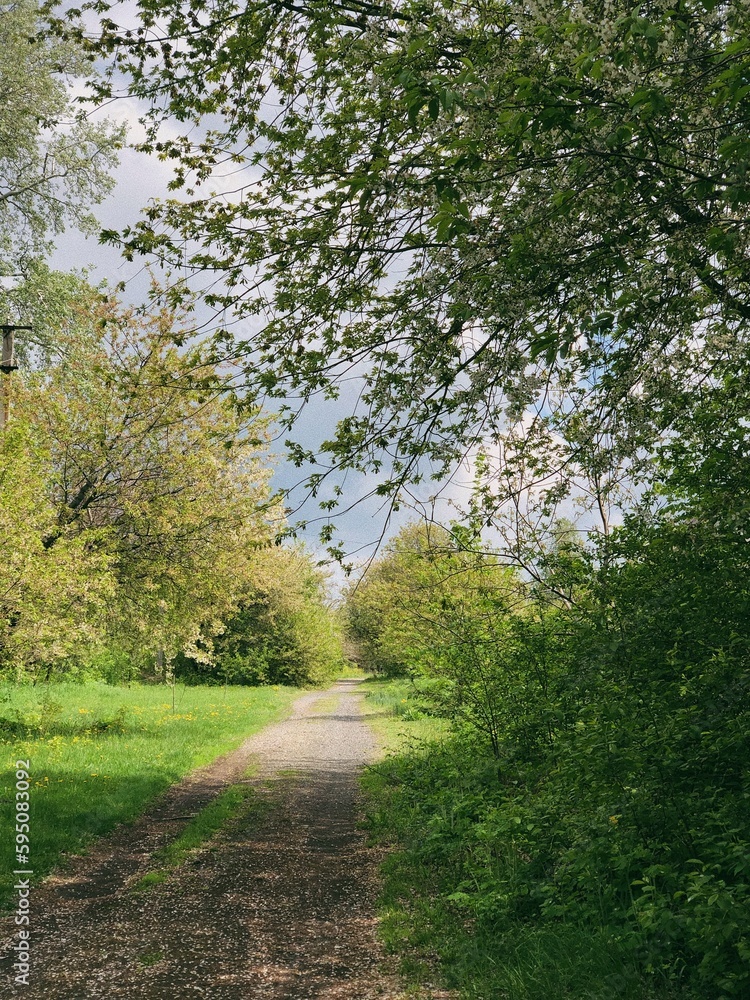 Rural nature, blossomed trees, green grass, spring