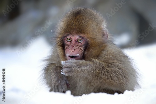 Portrait of a Snow Monkey  Macaca fuscata  in its natural habitat in Jigokudani Monkey Park  Japan