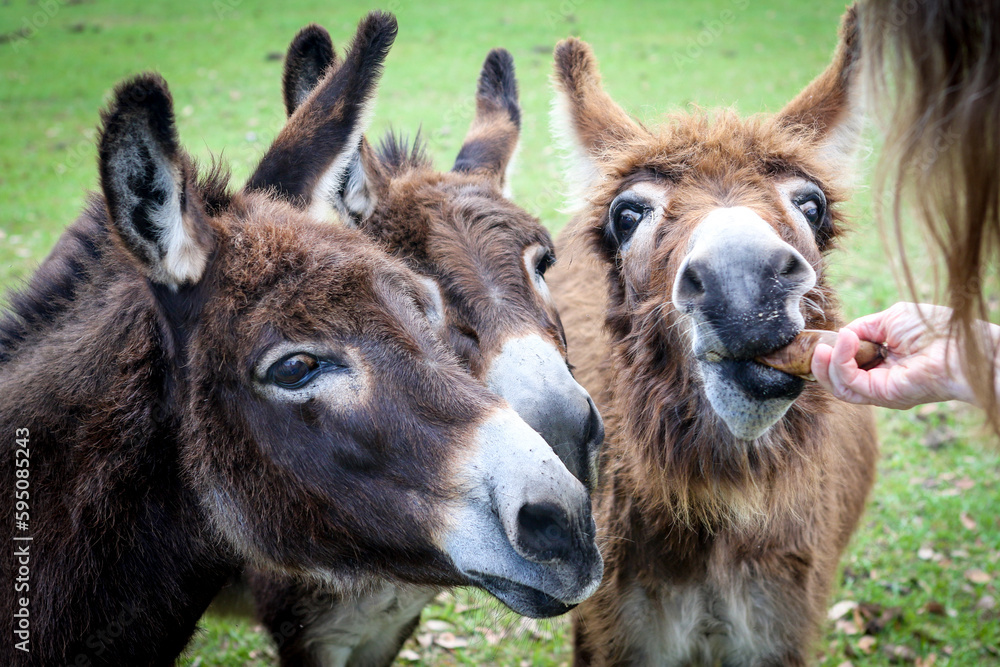 Three donkeys waiting to be fed on a farm in Central Florida