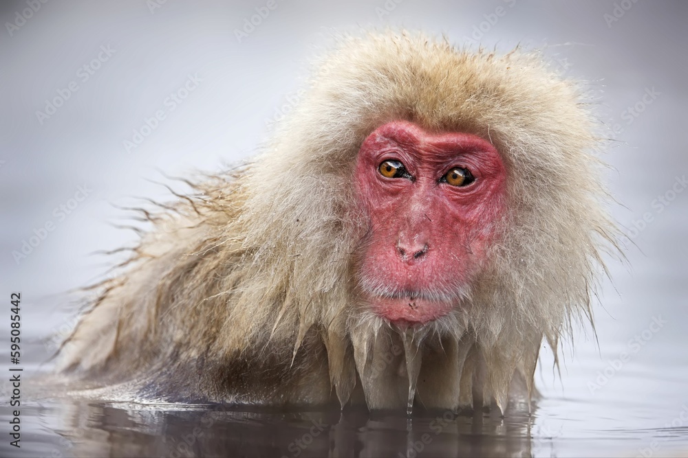 Naklejka premium Close-up of a Macaque snow monkey taking a bath in the snow in Jigokudani Monkey Park, Japan