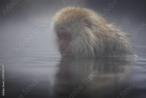 Close-up of a Macaque snow monkey taking a bath in the snow in Jigokudani Monkey Park, Japan photo