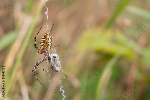 Yellow hunting spider sitting on a white web