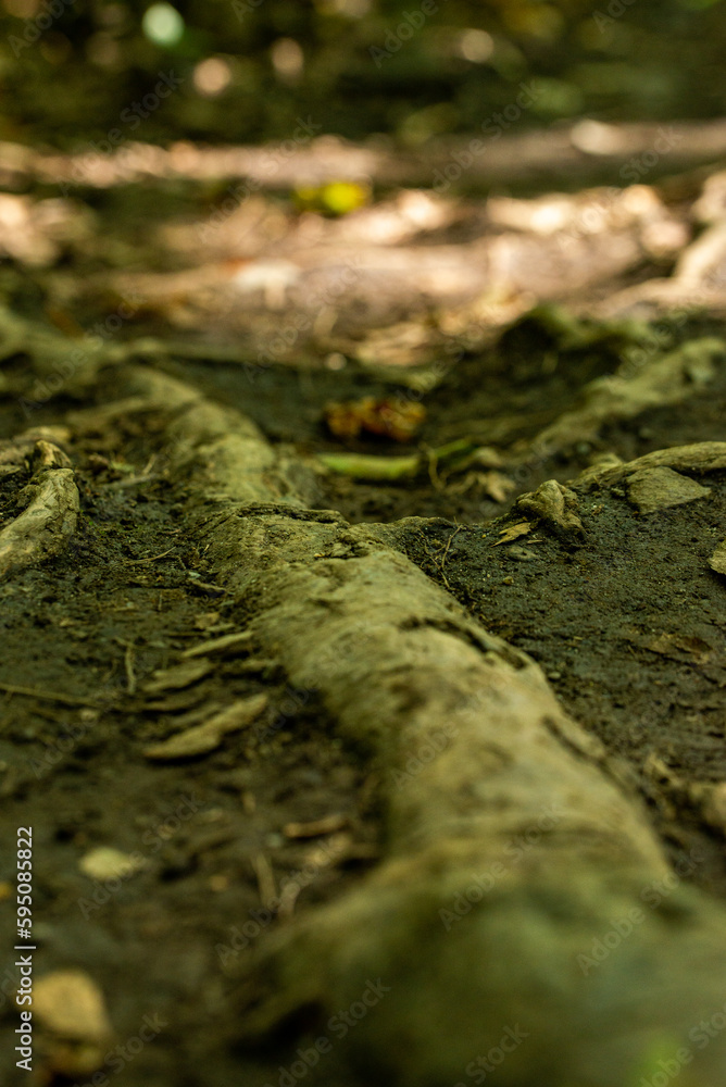 Close up on Tree Close up on Tree