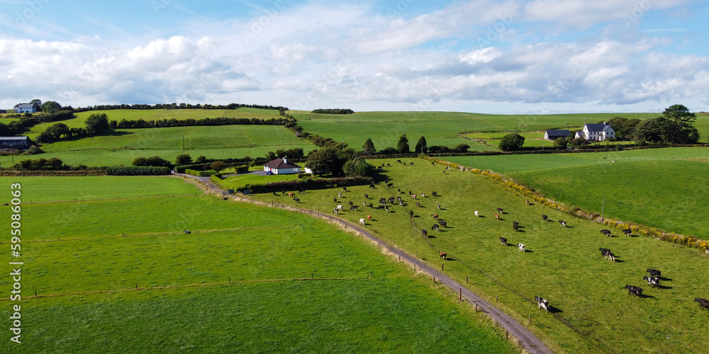 A herd of cows on a fenced green pasture in Ireland, top view. Organic Irish farm. Cattle grazing on a grass field, landscape. Animal husbandry. Green grass field under blue sky