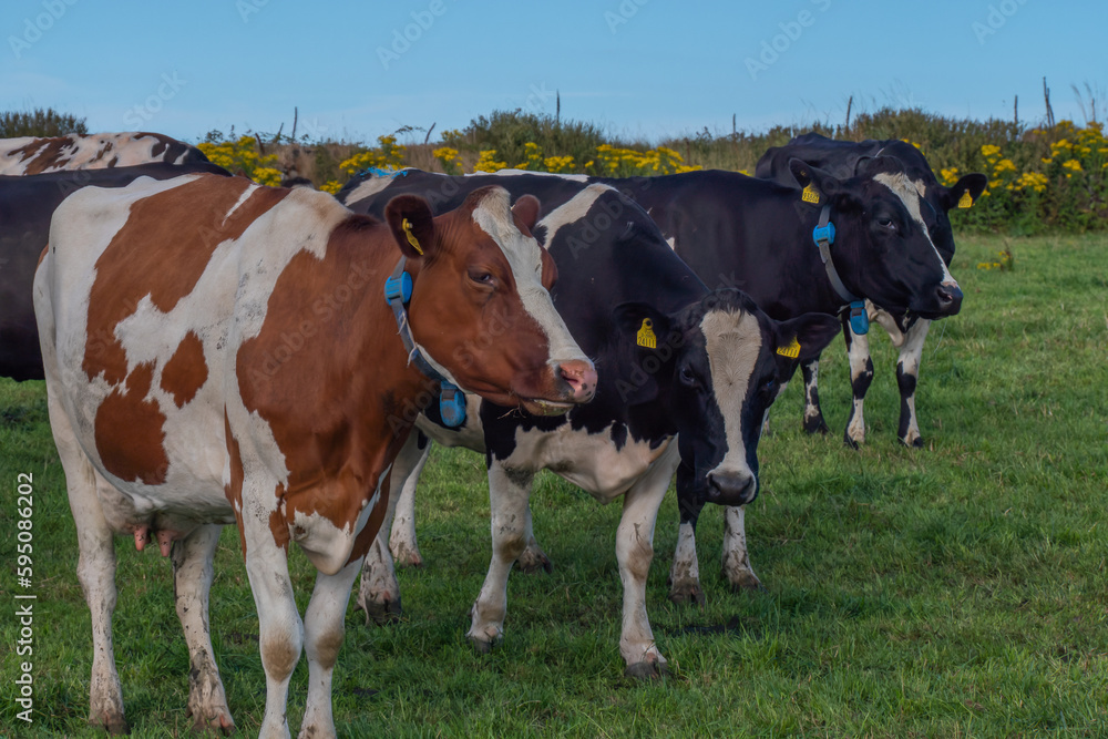 A hornless cows in the green pasture of an Irish livestock farm on a summer evening. Black and brown cows on green grass field