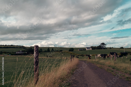 A narrow road between two farm fields in Ireland in summer. A herd of cows grazing on a green farm pasture. Rustic landscape, cloudy sky. cows on green grass field