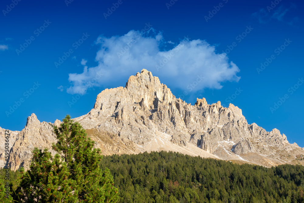 Forest in front of Latemar mountains south tyrol italy