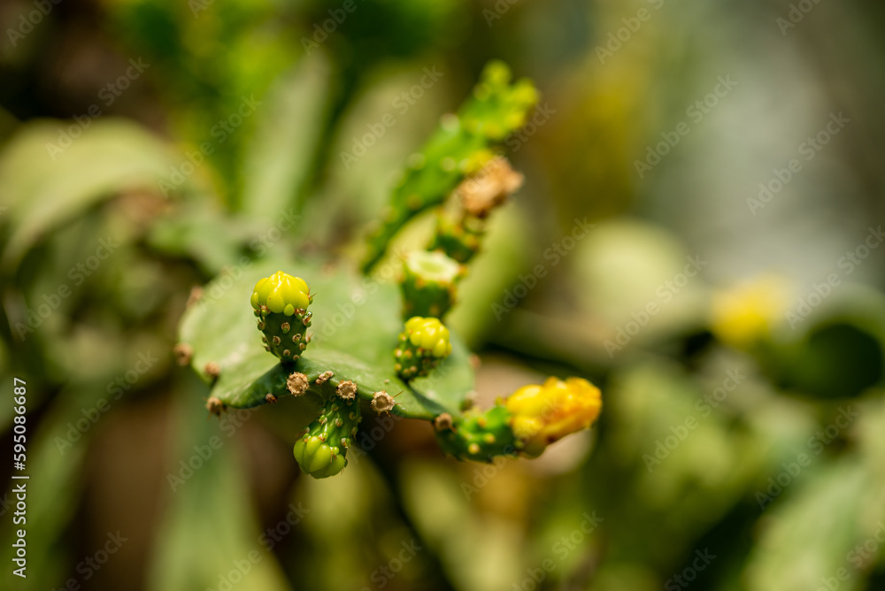 Cactus close-up Cactus close-up