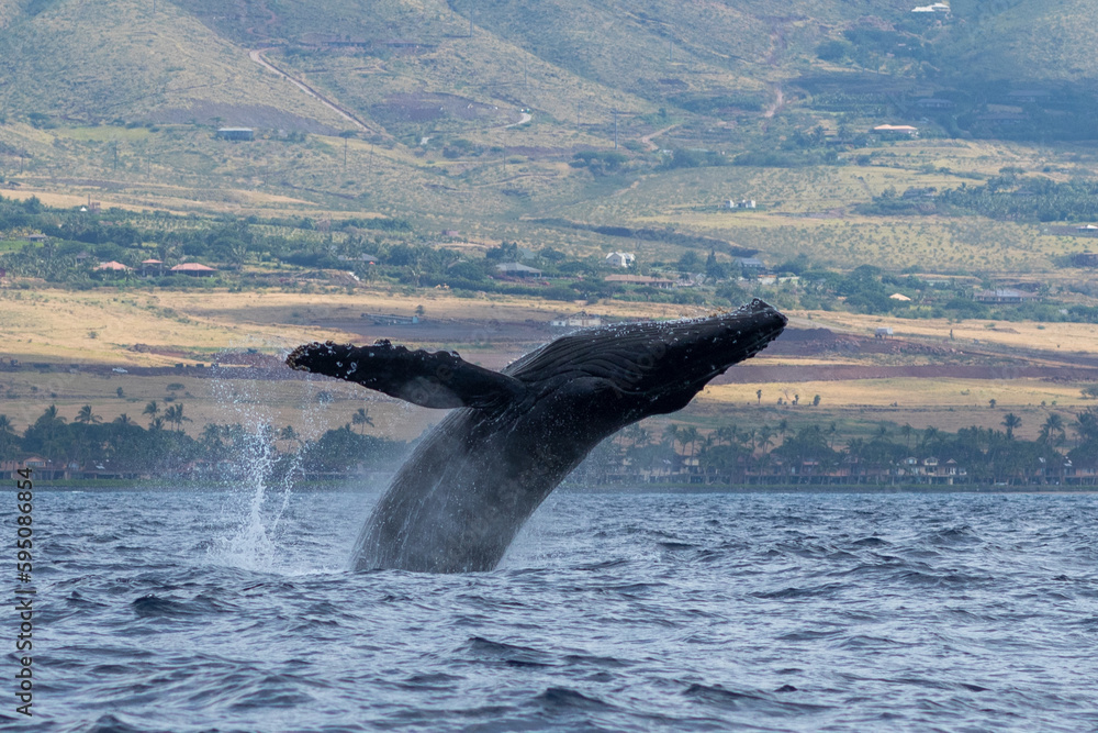Fototapeta premium Humpback whale breaching