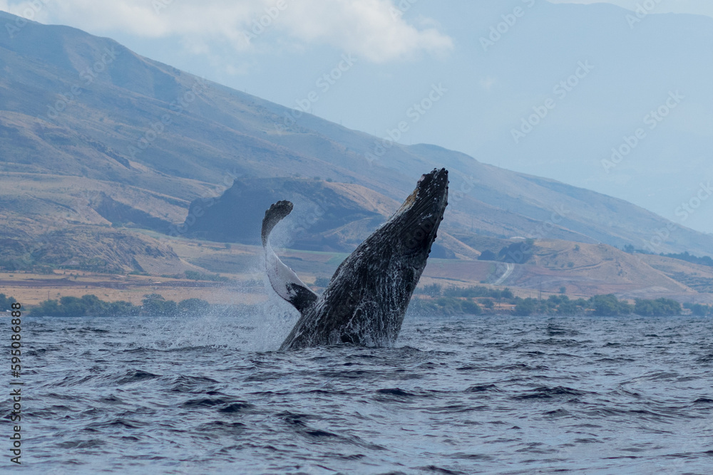Fototapeta premium Humpback whale breaching