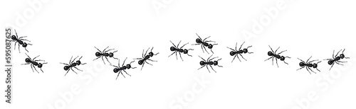 Foto A line of worker ants marching in search of food.