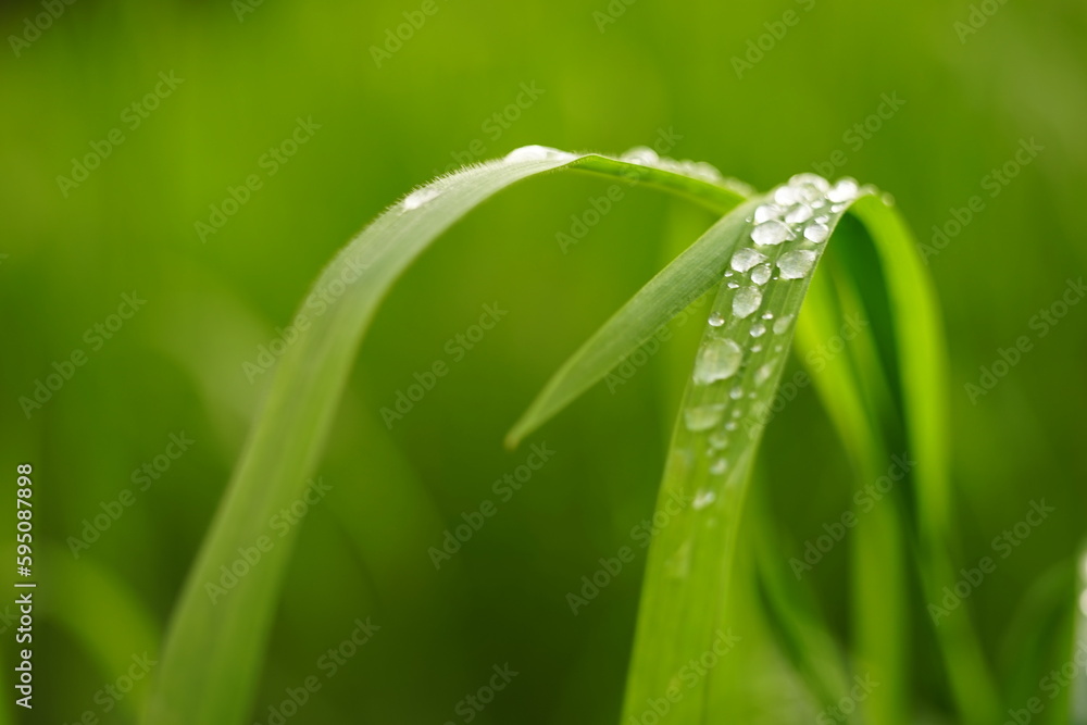 Fresh green grass in rain drops in spring garden Fresh green grass in rain drops in spring garden