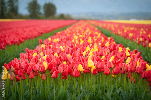 Skagit Valley Tulip Fields in the Springtime. Colorful flowers blanket this beautiful agricultural area of western Washington state and is home to the Skagit Valley Tulip Festival.