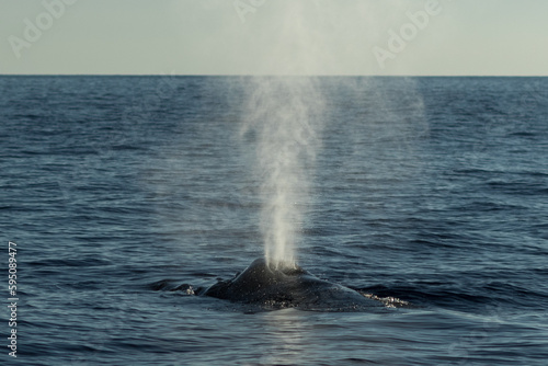 Humpback whale spouting blowing