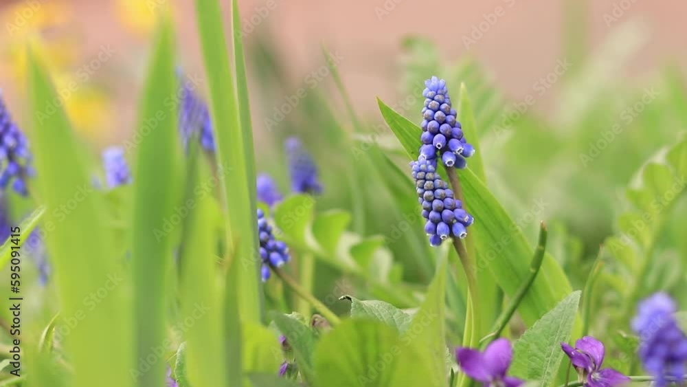 Spring blue flowers close up. Nature is in the details. Flowers in spring in sunny weather Spring blue flowers close up. Nature is in the details. Flowers in spring in sunny weather