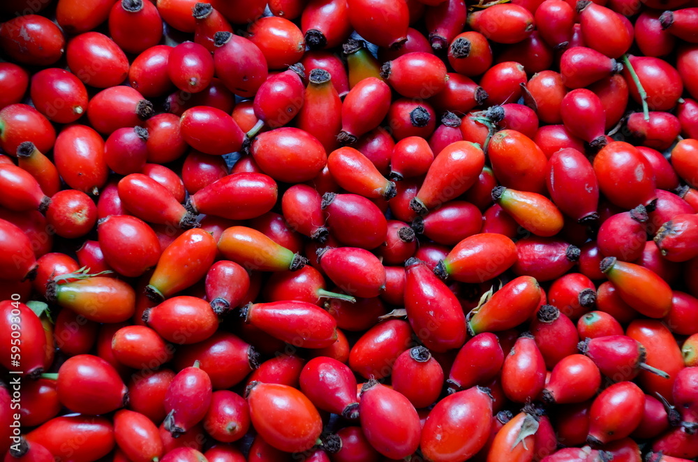 Group of fresh ripe hip of Rosa canina fruits whole , can be used as background, Sofia, Bulgaria Group of fresh ripe hip of Rosa canina fruits whole , can be used as background, Sofia, Bulgaria