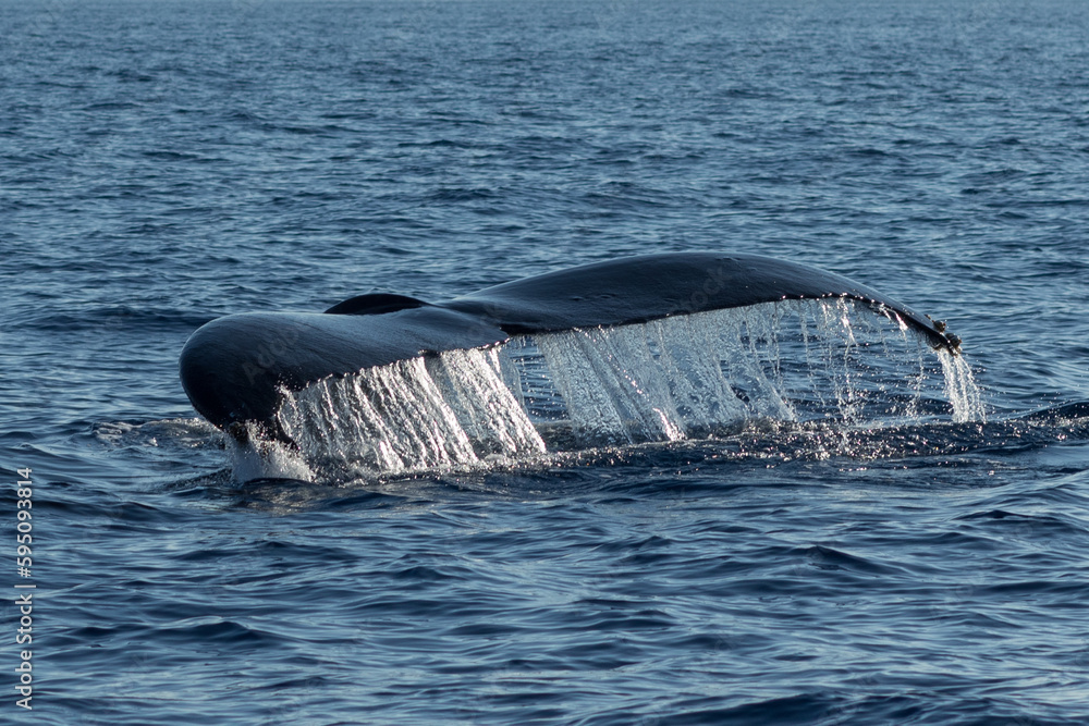Obraz premium Humpback whale tail fluke