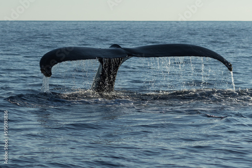 Humpback whale tail fluke