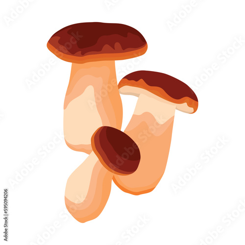 Vector illustration of big Boletus Edulis mushroom isolated on white background close up. Edible fungi from wild for vegetarian food protein nutrition