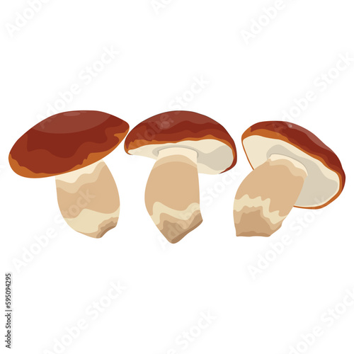 Vector illustration of big Boletus Edulis mushroom isolated on white background close up. Edible fungi from wild for vegetarian food protein nutrition