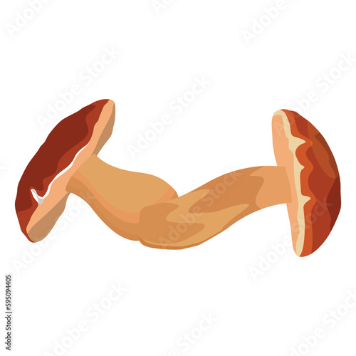 Vector illustration of big Boletus Edulis mushroom isolated on white background close up. Edible fungi from wild for vegetarian food protein nutrition