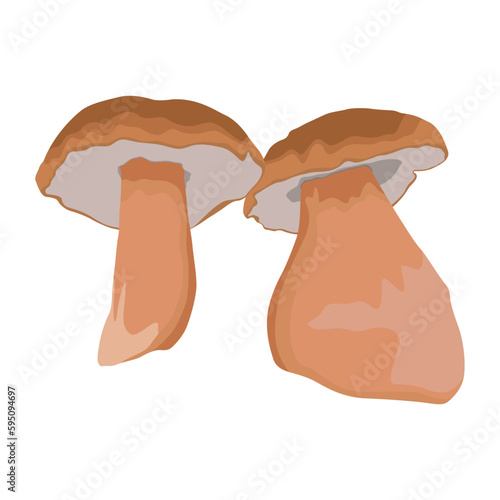 Vector illustration of big Boletus Edulis mushroom isolated on white background close up. Edible fungi from wild for vegetarian food protein nutrition