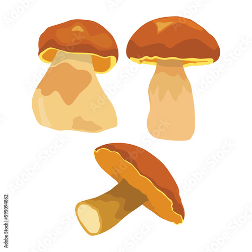Vector illustration of big Boletus Edulis mushroom isolated on white background close up. Edible fungi from wild for vegetarian food protein nutrition