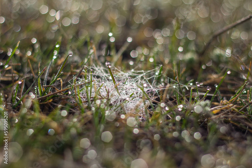 drops on the grass