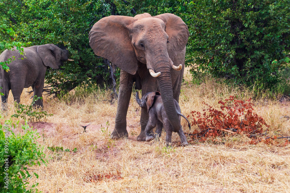 Elephant and newborn, Tuli Block, Botswana