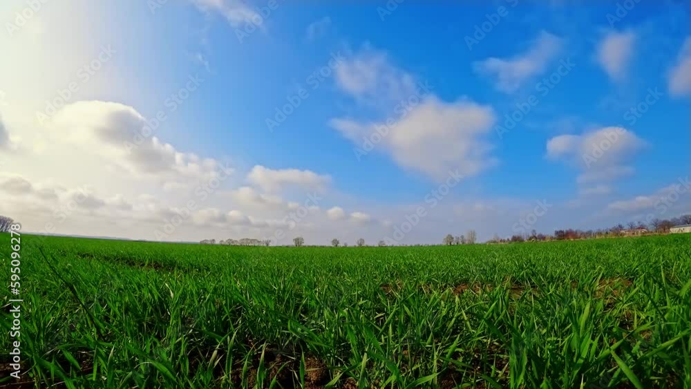 Sky with clouds on horizon above rural landscape. Wind waving young green wheat field. Spring agricultural green field. Work in agronomic farm for making business and production organic eco bio food Sky with clouds on horizon above rural landscape. Wind waving young green wheat field. Spring agricultural green field. Work in agronomic farm for making business and production organic eco bio food