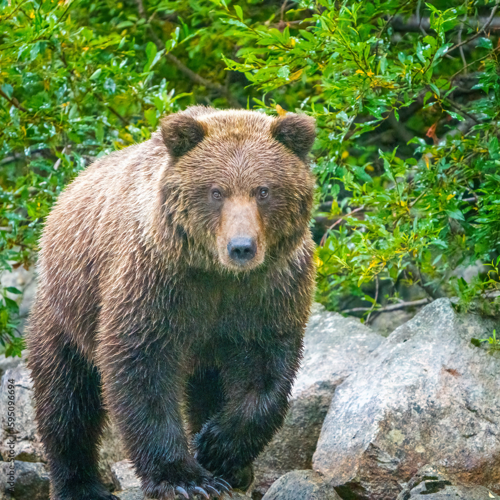 Alaska, Lake Clark. Walking grizzly bear with green foliage in background.