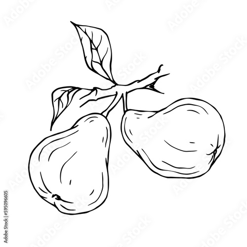 Linear botanical sketch with fruits and pear leaves. Vector graphics.