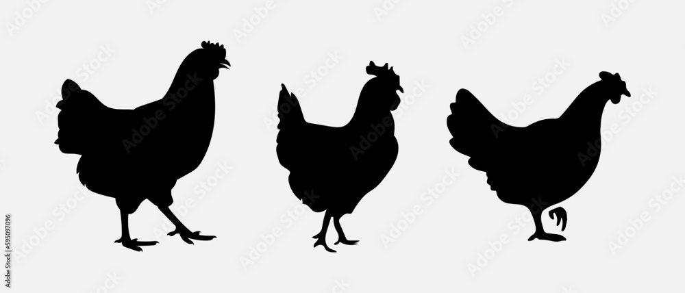 isolated black silhouette of a chicken , vector collection isolated black silhouette of a chicken , vector collection