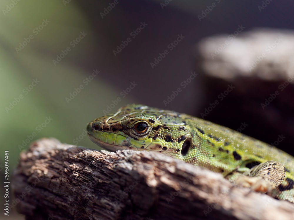 detail of a lizard in a meadow detail of a lizard in a meadow