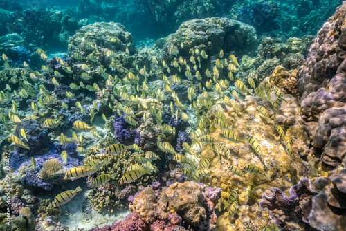 Fototapeta Naklejka Na Ścianę i Meble -  French Polynesia, Bora Bora. School of convict surgeonfish and coral.