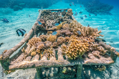 French Polynesia, Bora Bora. Bio-rock coral and fish. photo