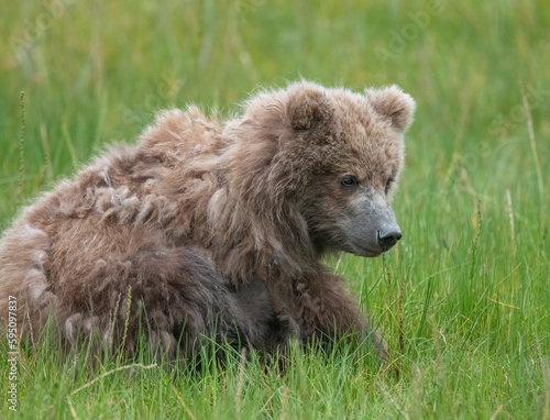 Brown bear cub eating sedge grasses.