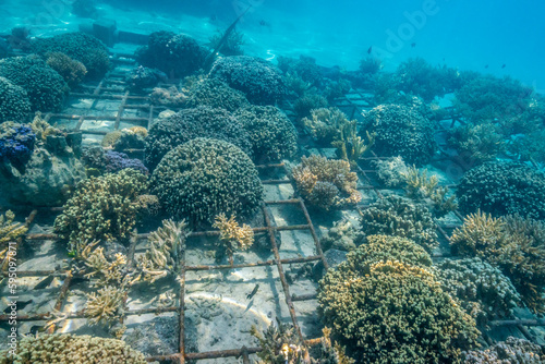 French Polynesia, Bora Bora. Bio-rock coral and fish.