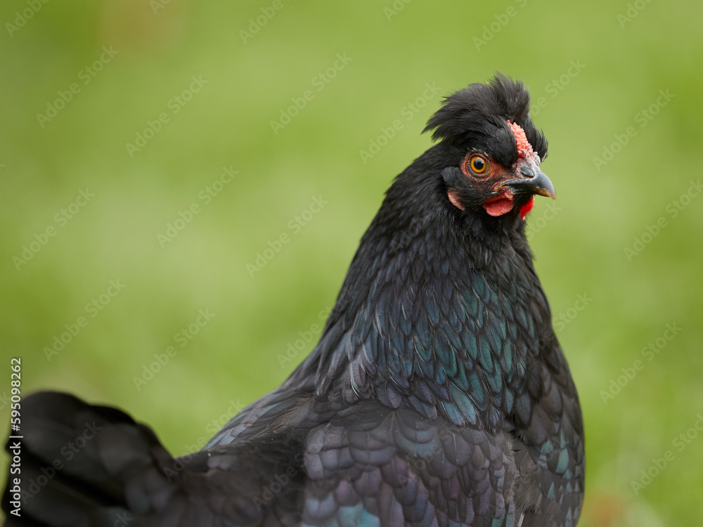 Closeup of head of young black Poland chicken