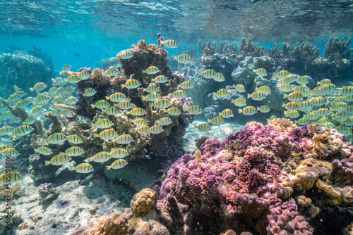 French Polynesia  Bora Bora. School of convict surgeonfish and coral.
