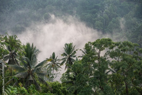 Dense rainforest with clouds accumulating in the valley